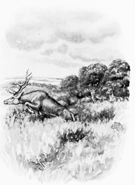 “TAKING THE WIND”

(A stag, on recognising human scent, will give a bound as though a knife
had been plunged into his heart.)