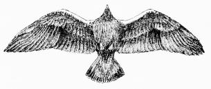 IMPERIAL EAGLE PASSING OVERHEAD

(The spectator is presumed to be lying on his back!)