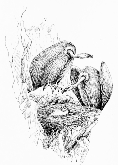 GRIFFON VULTURE FEEDING YOUNG&mdash;PUERTA DE PALOMAS, April
10, 1910.