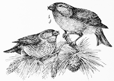 CROSSBILLS, ADULT AND YOUNG (Loxia curvirostra.)

Jerez, July 1910.