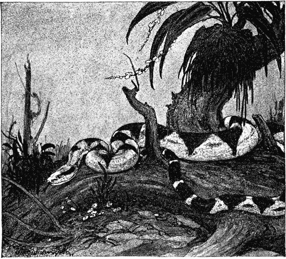 "The bushmaster is the largest, rarest, and deadliest of
South American serpents"