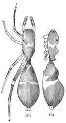 Figs. 163,
164. Synemosyna formica.&mdash;163, female
enlarged eight
times. 164, side of female.