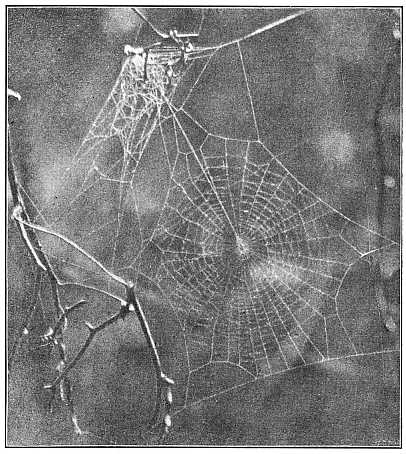 Fig. 400. Web of young Epeira insularis, showing the nest above and the straight thread
leading from the nest to the center of the web. Half the real size.