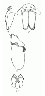 Figs. 49, 50, 51, 52. Clubiona
crassipalpis.&mdash;49,
head and mandibles of
male from the left side.
50, head and mandibles
of male from in front.
51, palpus of male. 52,
maxill&aelig;, labium, and
ends of mandibles.