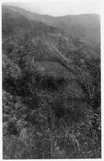 Fig. 21&mdash;Clearing in the tropical forest between Rosalina
and Pabellon. This represents the border region where the
forest-dwelling Machiganga Indians and the mountain Indians meet. The
clearings are occupied by Machigangas whose chief crops are yuca and
corn; in the extreme upper left-hand corner are grassy slopes occupied
by Quechua herdsmen and farmers who grow potatoes and corn.