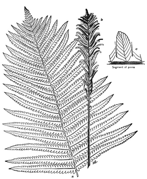 PLATE II
OSTRICH FERN