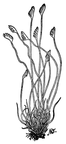 PLATE IV

CURLY GRASS