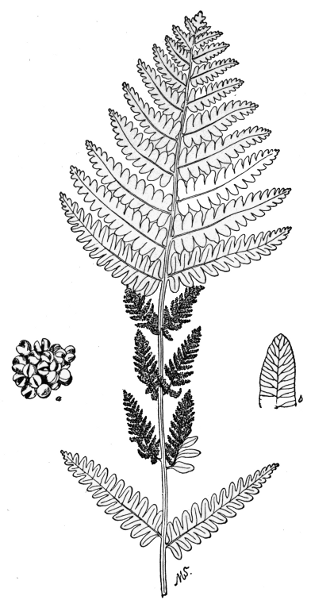PLATE VI
INTERRUPTED FERN