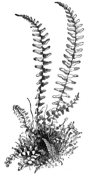 PLATE XIX
EBONY SPLEENWORT