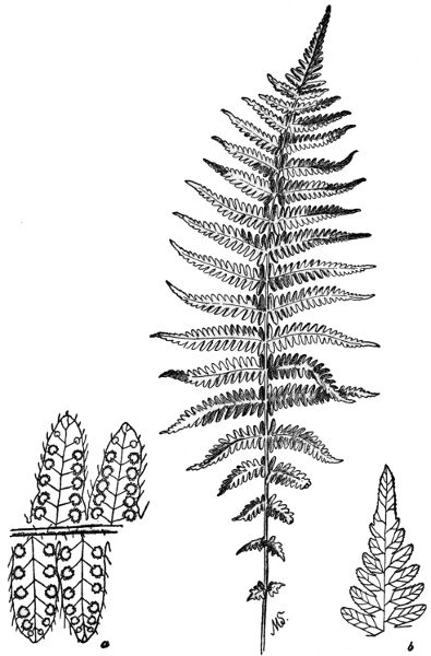 PLATE XXV
NEW YORK FERN