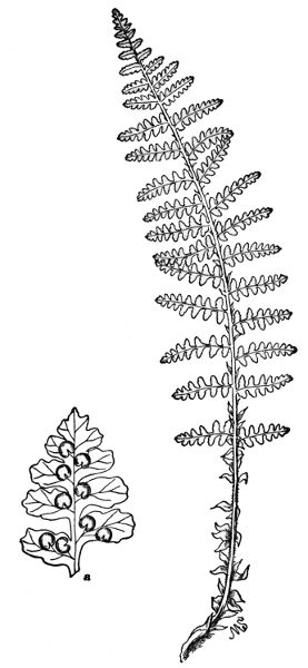 PLATE XXXIII
FRAGRANT SHIELD FERN