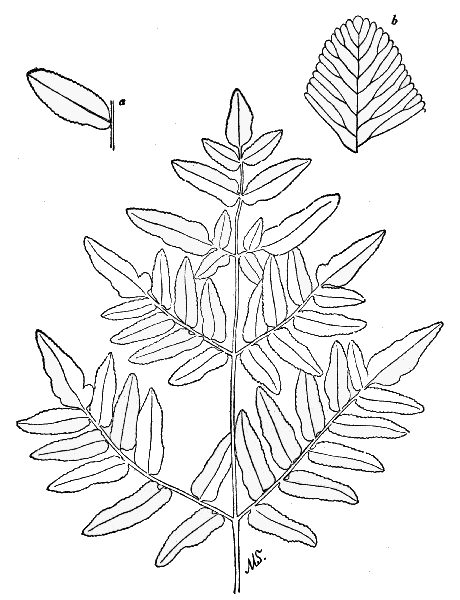 PLATE V
ROYAL FERN