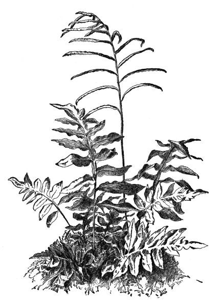 PLATE XII
NET-VEINED CHAIN FERN