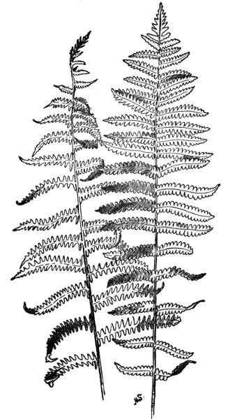 PLATE XXVI
MARSH FERN