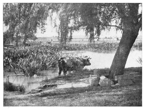 Fig. 255.  Two plant societies,&mdash;the close-bitten sward and the rushy pond.