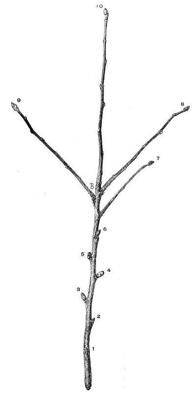 Fig. 216.&mdash;A two-year-old shoot from a young apple tree. Half size.