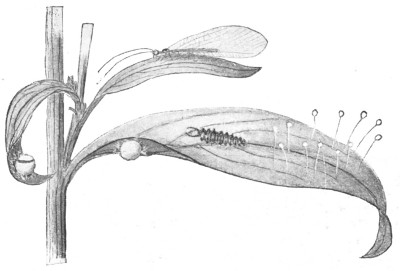 Fig. 345. Golden-eyes or lace-winged fly; eggs, larva or
aphis-lion, cocoon, adult.