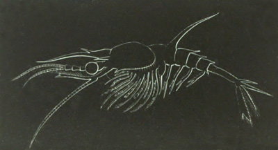 Penæus larva in the Mysis stage