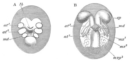 Two stages in the development of Pal�mon