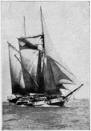 Es war die &rsaquo;Moa&lsaquo;