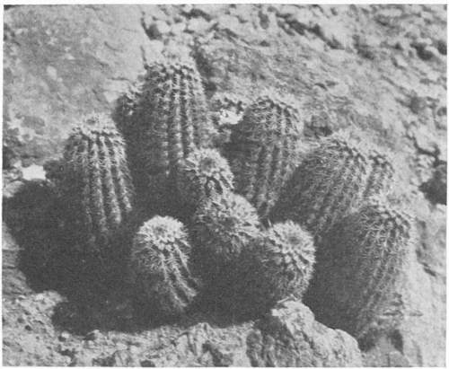SHORT SPINED STRAWBERRY CACTUS (Echinocereus Bonker&aelig;)