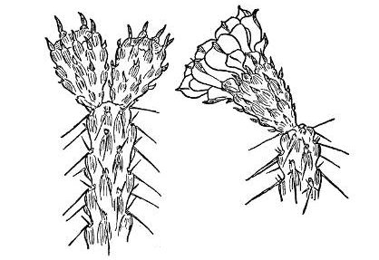 WHIPPLE&rsquo;S CHOLLA (Opuntia Whipplei)