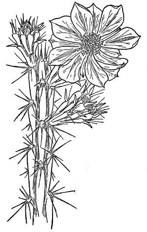 THORNBER&rsquo;S CHOLLA (Opuntia Thornberi)