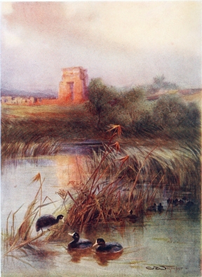 COOT

The Sacred Lake, Karnak.