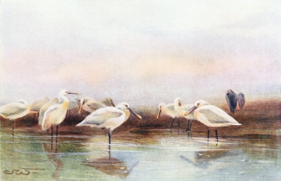 SPOONBILLS

On a mud-bank.