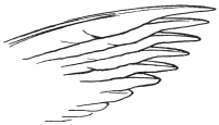 Fig. 5.

Drawing of the primary quills of a Hawk, from Nature. Seen from the
under surface to show the overlap of the feathers.
