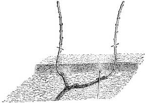 Provinage à l&rsquo;Écart