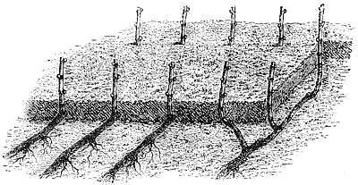 Provinage à l&rsquo;Avance
