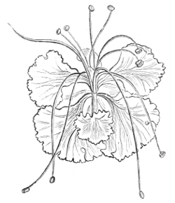Fig.&nbsp;18.—Flower of the Barbadoes Flower-fence.