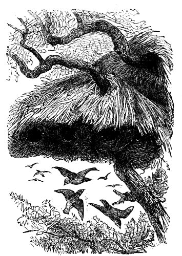 Phileta�rus socius