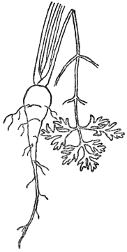FIG. 2.&mdash;TAP ROOT OF CARROT

A store of food for the second year.