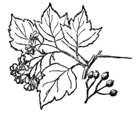 FIG. 96.&mdash;WASHINGTON THORN

A prickly shrub related to the apple, which, with the plums, cherries,
pears, strawberry, blackberry and hundreds of other plants are all
grouped in the Rosaceæ or rose family.