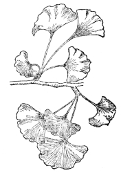 FIG. 109.&mdash;GINKGO OR MAIDENHAIR TREE

(Ginkgo biloba)

Found in most fossil strata and in a practically unchanged condition
from the upper part of the Carboniferous to the most recent fossil
records. Now unknown as a wild tree and preserved for us through its
cultivation in ancient temple gardens in eastern Asia.