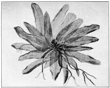 Laceleaf (Aponogeton fenestralis). A submerged aquatic
plant, with permanently skeletonized leaves, and an inhabitant of forest
pools in Madagascar. (After Engler & Prantl. Courtesy of Brooklyn
Botanic Garden.)
