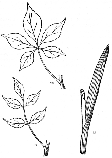 FIG. 36-38.&mdash;COMPOUND AND PARALLEL-VEINED LEAVES

Fig. 36. Palmately compound leaf, the five leaflets all arising from the
tip of the common leafstalk. Fig. 37. Pinnately compound leaf, the
leaflets arising from the sides of the common leafstalk. Fig 38. A
parallel-veined leaf. All the other leaves figured are netted-veined.