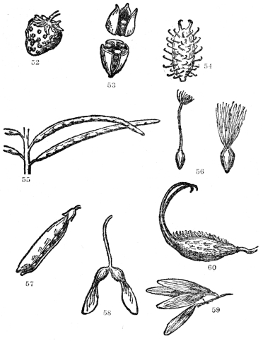 FIG. 52-60.&mdash;TYPES OF DRY FRUITS

Fig. 52. The strawberry. The fleshy part consists of the modified upper
end of the flower stalk or receptacle, while the true fruits are the dry
achenes on or embedded in the surface and popularly called the seeds.
Fig. 53. A three-celled capsule splitting lengthwise as in the common
Iris. Fig. 54. Fruit of the cocklebur, the hooked prickles of which are
admirably adapted for clinging to the fur of animals. Fig. 55. Pods of a
plant of the Mustard family, which split down both edges, unlike the
true peas, which split down only one edge. Fig. 56. Two types of achenes
of the daisy family tipped with plumed bristles, greatly aiding their
carriage by the wind. Fig. 57. Common garden pea&mdash;a typical legume. Note
that it splits only on one side. Fig. 58. The samara or two-winged fruit
of the maple. Fig. 59. The samara or single-winged fruit of the ash.
Fig. 60. The dry two-pronged and bristly fruit of the unicorn plant
(Martynia), admirably adapted for dispersal by animals.