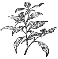FIG. 105.&mdash;CLOVE PLANT

A native of only a few islands in the Moluccas. Cloves consist of the
unopened flower buds of Eugenia caryophyllata.