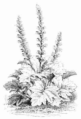Image not available: ACANTHUS LATIFOLIUS (lusitanicus).

Ornamental foliaged herbaceous Section; retaining its leaves till very
late in the year.