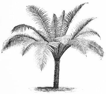 Image not available: BLECHNUM BRASILIENSE.

Dwarf tender Tree Fern: in sheltered shady dells during the summer
months.