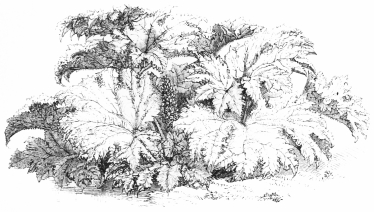 Image not available: GUNNERA SCABRA.

Hardy herbaceous Section; attaining huge dimensions in deep, rich, moist
soil.