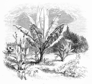 Image not available: MUSA ENSETE.

Noblest of tender Section; thriving in the open air in summer, in the
warmer districts in summer and in the conservatory in winter.