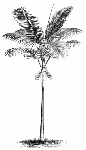 Image not available: SEAFORTHIA ELEGANS.

Conservatory Palm; standing well in the open air in summer.
