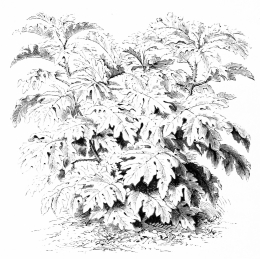 Image not available: SOLANUM WARSCEWICZII.

Tender Section; making noble leaves in the open garden in summer.