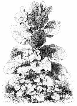 Image not available: WIGANDIA MACROPHYLLA. (W. caracasana).

Tender Section; making noble leaves in the open air in summer.