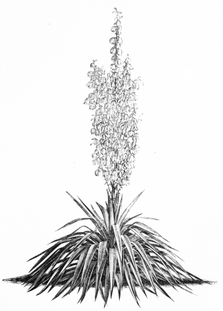 Image not available: YUCCA PENDULA.

Hardy evergreen fine-foliaged Type.