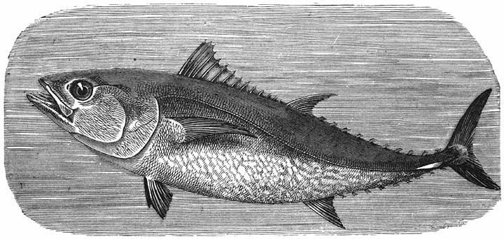 Tonijn (Thynnus thynnus). ​1&frasl;25​ v. d. ware grootte.